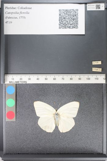 Media type: image;   Entomology 117318